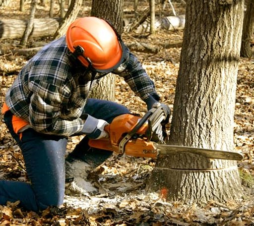 Tree Removal in Yorktown, IA